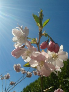 Beautiful Cherry Blossom