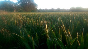 Fields in Broadbridge Heath
